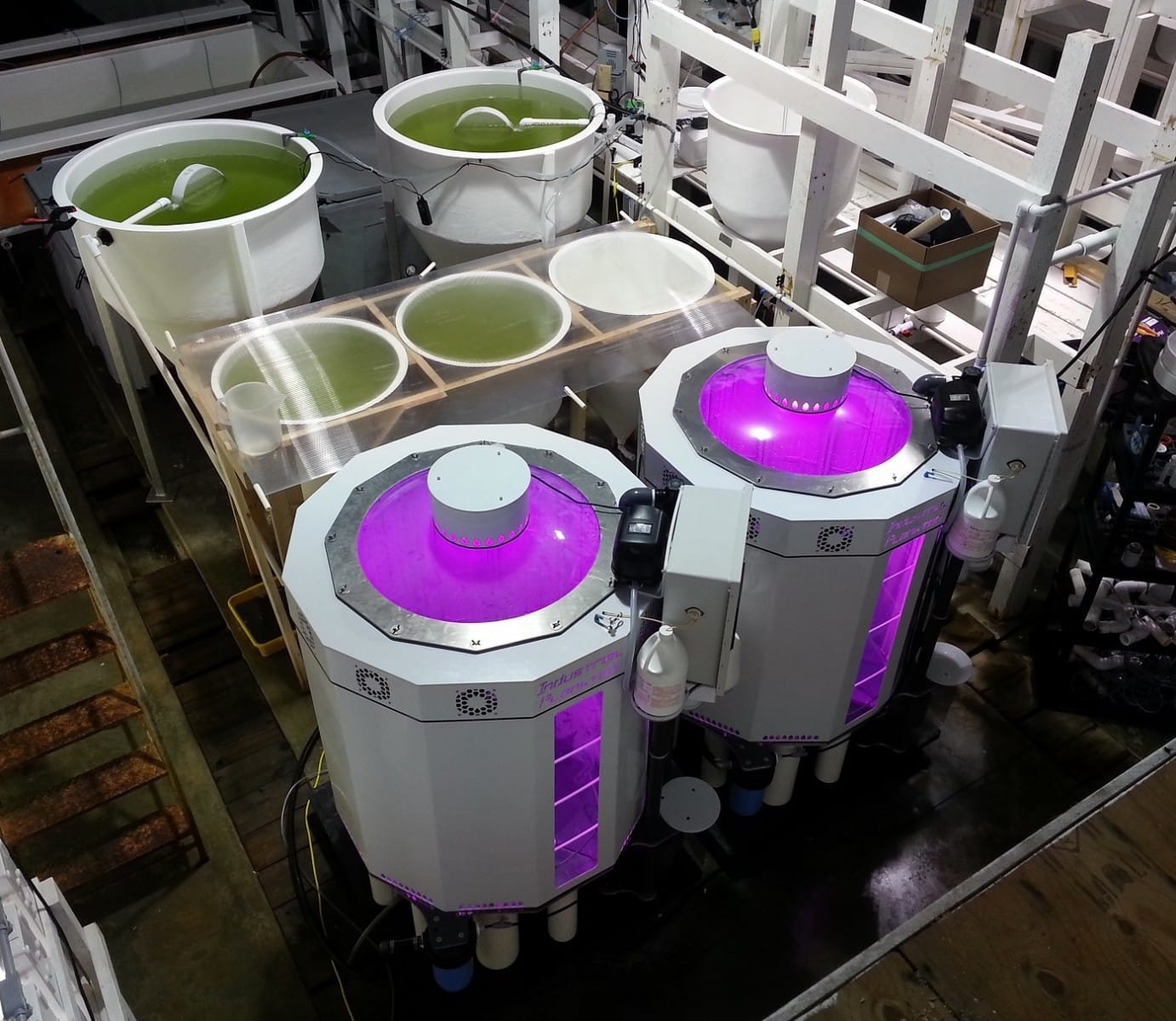 Photobioreactor for microalgae