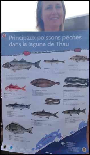 Fish in Etang de Thau