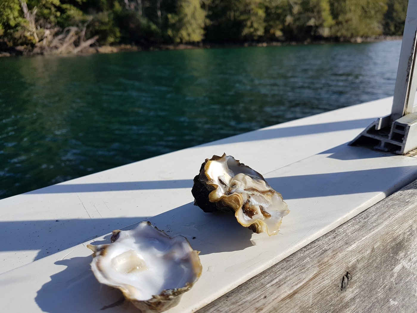 Introduction to Oysters overview Industrial Plankton