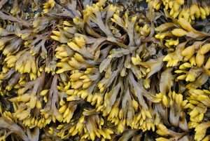 Seaweed Macroalgae biomass