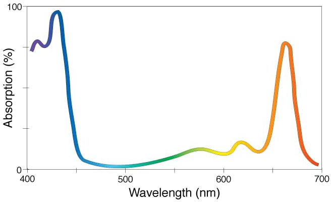 microalgae LED wavelength