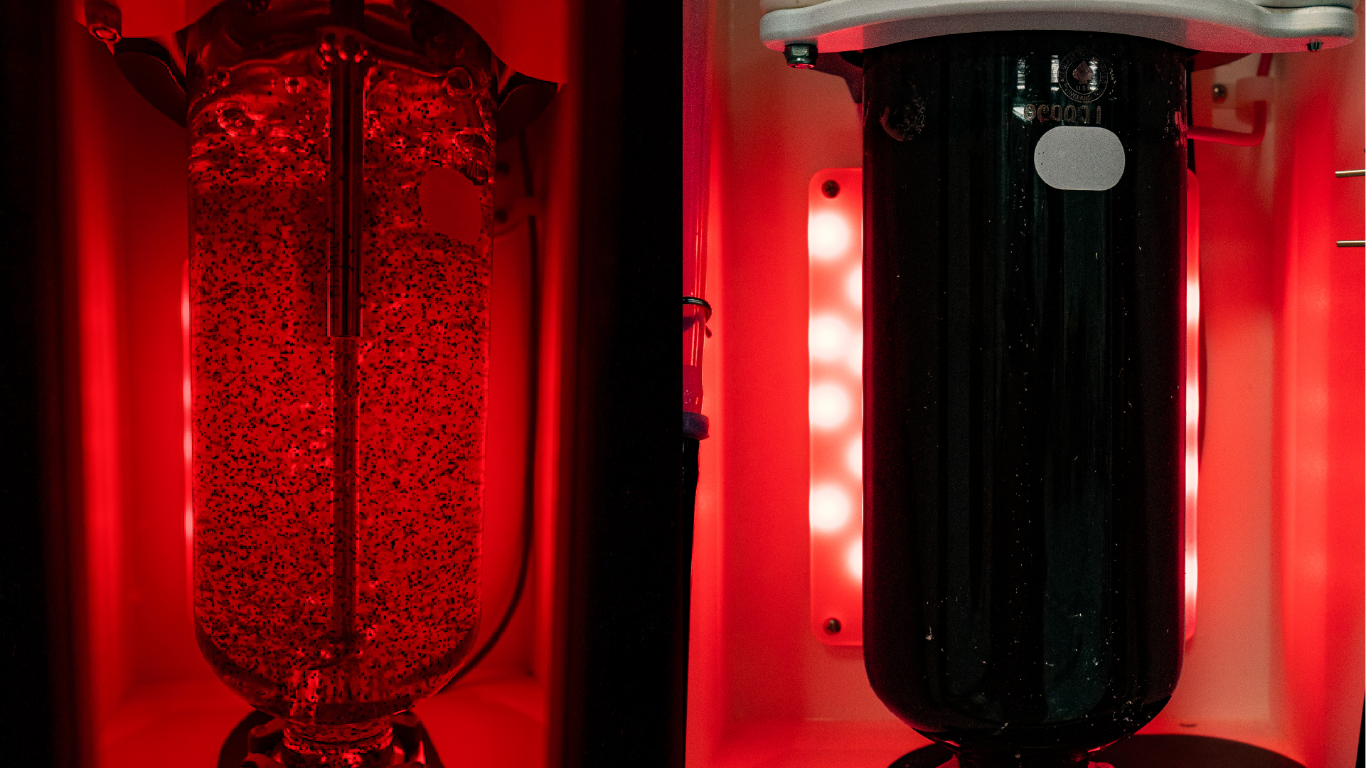 Bulking gametophytes