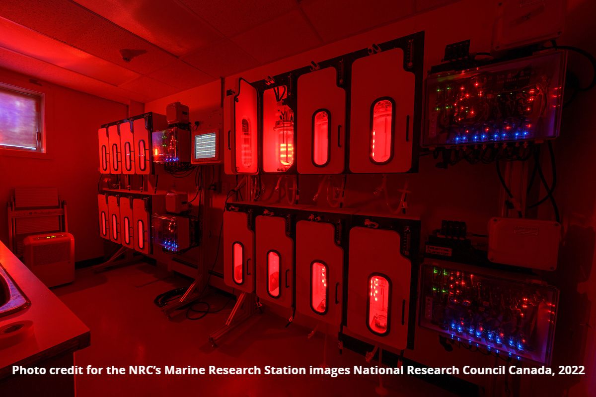 NRC Ketch Harbor Seaweed Bioreactors
